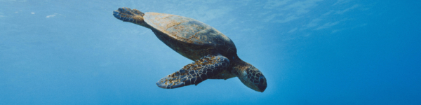 Turtle Island Restoration Network