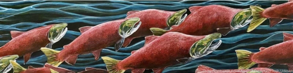 Save Our wild Salmon Coalition